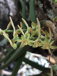 Image result for Tridactyle anthomaniaca