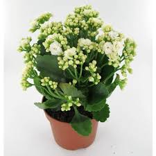 Pin En Kalanchoe