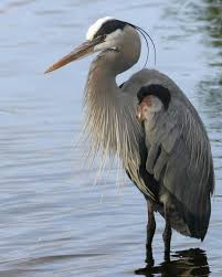 Great Blue Heron N09 1 076 L 0 Jpg 480 600 Pixels Heron Photography Blue Heron Heron