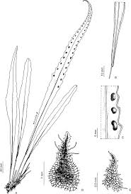 Image result for Pleopeltis macrocarpa