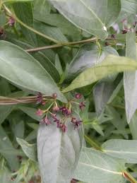 Image result for Vincetoxicum heterophyllum