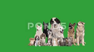 Group Of Animals On A Green Screen Stock Footage Ad Green Animals Group Footage Animal Groups Animals Greenscreen