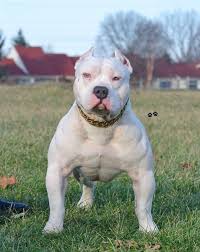 The Kilo Gold Dog Chain Collar Bully Dog Dog Argentino Cute Animals