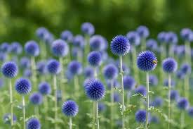Image result for globe thistle