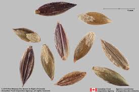 Image result for Digitaria diagonalis