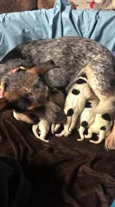 Diagnostic & sick pet care. New Hope Cattle Dogs Rescue Of Colorado Home Facebook