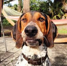 See more of doc the blind coonhound puppy on facebook. Treeing Walker Coonhound Dog Breed Information Pictures Characteristics Facts Dogtime