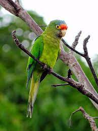Pin En Aves