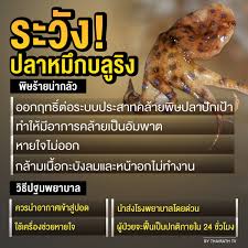 หมึกบลูริง ถูกจับเสียบไม้ เตือนพ่อค้า ปลาหมึกปิ้ง ริมทาง อ้างเป็น ลูกปลาหมึก แต่ชัดเป็น ปลาหมึกพิษ เตือน ห้ามกิน ปลาหมึก. à¸«à¸¡ à¸à¸šà¸¥ à¸£ à¸‡ Hashtag On Twitter