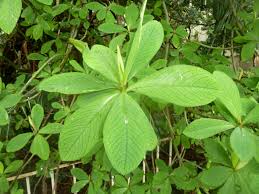 Image result for Synadenium cupulare