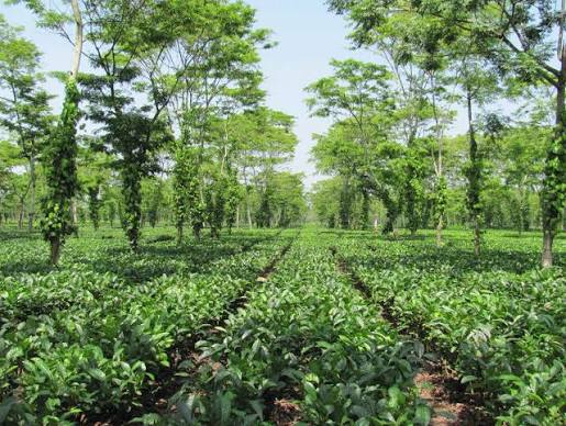 Hatikhuli Tea Estate