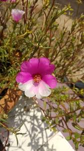 Dan porkbun submit domains only, no need to tell us anything else we will do our own research and will not make you jump through hoop after hoop for nothing What Is The Genetic Reason That This Flower Has Petals Of Two Different Colors Biology Stack Exchange