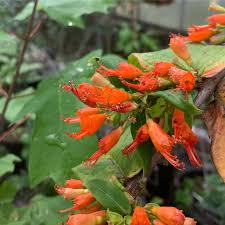 Image result for Lythraceae