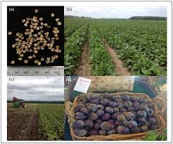 Suggested citation for this article: Agronomy Free Full Text Challenges And Prospects For Building Resilient Disease Management Strategies And Tactics For The New York Table Beet Industry Html