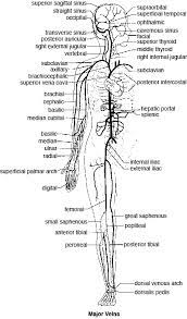 The largest artery is the aorta. Blood Vessels Of The Body
