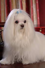 Long Haired Maltese Maltese Puppy Maltese Dogs Teacup Puppies Maltese