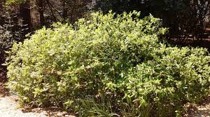 Early settlers to the area came from georgia and south carolina beginning in 1818. Garden Of Aaron Alabama Croton A Marvelous Rare Shrub