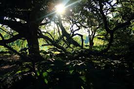 Check spelling or type a new query. Jurassic Park Sunflower S Muse Photography Flowers Plants Trees Trees Shrubs Other Trees Shrubs Artpal
