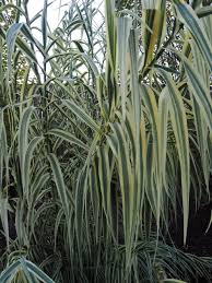 Image result for Arundo donax