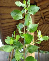 Maybe you would like to learn more about one of these? Daun Beluntas Menghilangkan Bau Badan