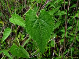 Image result for Tragia prostrata