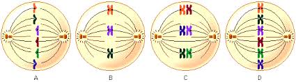 Bioflix Activity Mitosis Events Of Mitosis Answers Pearson The Biology Place