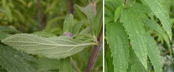 Image result for Cleistochlamys kirkii