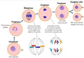 Mitosis mitotic cell division stages and significance. Mitosis Must Undergo Six Phases In Order To Procreate The Two Daughter Cells Interphase Prophase Metaphase Anaphase T Mitosis Daughter Cells Biology Facts