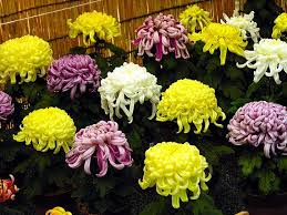 5000 Bulk Chrysanthemum Seeds Exhibition Mix Bulk Seeds Chrysanthemum Seeds Flower Seeds Rare Flowers
