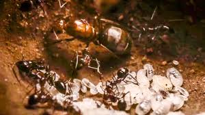 Ants are most easily identified using a dead, whole specimen and a small magnifying lens. Best Of Ants Bbc Earth Youtube
