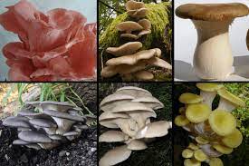 7 Types Of Oyster Mushrooms 3 Poisonous Look Alikes