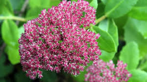 Pin Auf Garten