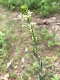 Image result for Turritis glabra