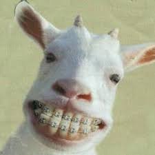 Cabrita cliff haus offers one of the best views on st. Cabrita Bitch Cabritabitch Twitter