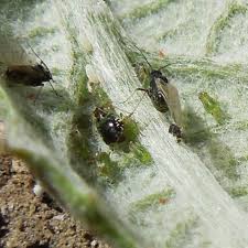 Maybe you would like to learn more about one of these? 10 Tips To Control Aphids Plus A Flowchart Action Plan Home Grown Fun