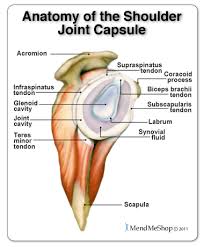 Related online courses on physioplus. Anatomy Of The Rotator Cuff