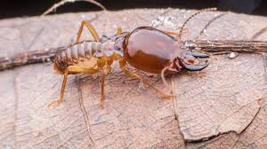 Complete home pest control in lenoir, nc. Upxz0qsm2qivwm