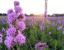Page 2 | native perennials are significant in helping save the pollinators. Go Figure But A Convert Your Lawn To Prairie Webinar Is The Hottest Ticket In Town Chicago News Wttw
