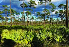 Jonathan dickinson state park in hobe sound is rated 9.0 of 10 at campground reviews. Jonathan Dickinson State Park Florida Rv Trade Associationflorida Rv Trade Association