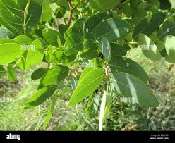 Image result for Burkea africana