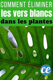 Epingle Sur Plantes Et Jardinage
