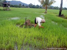 1:26 oleholehpulaubali.com recommended for you. Pemandangan Di Kampung Sawah Padi The Ramaramapendek