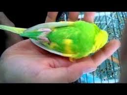 Kuruma Olan Muhabbet Kusu Oldu Youtube