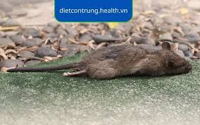 Xác chuột phân hủy trong bao lâu? Các yếu tố ảnh hưởng - Tam Hiệp PestMaster