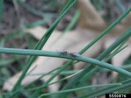Image result for phytomyza gymnostoma