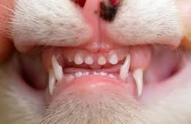 If you are lucky, you may find a tiny tooth. Pet Dental Care How And When Do Cats Lose Baby Teeth