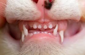 As they grow and develop, they will push through the bone and gum tissue to erupt into the mouth. Pet Dental Care How And When Do Cats Lose Baby Teeth