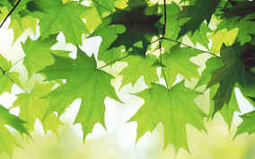 Image result for images The Green Leaves Of Summer 