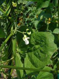 Image result for Adenodolichos punctatus