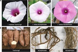 Image result for Ipomoea barteri